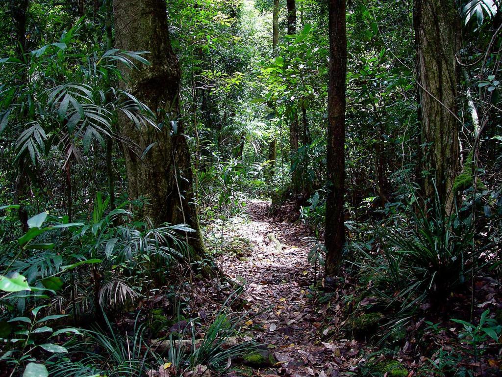 Springbrook Lyrebird Retreat Villa Eksteriør bilde