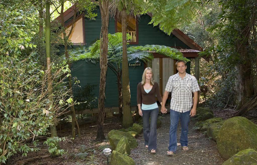 Springbrook Lyrebird Retreat Villa Eksteriør bilde
